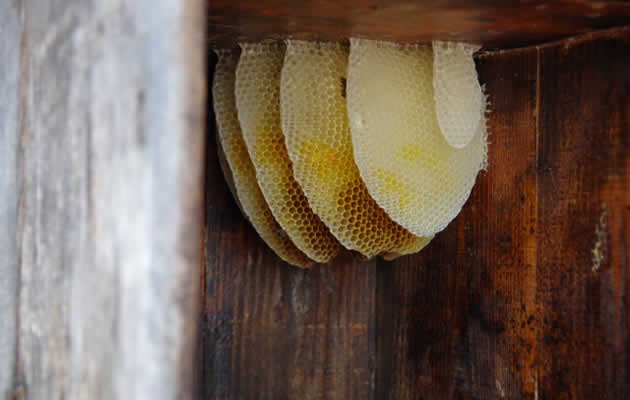 ミツバチの巣[静岡県ミツバチ駆除サービス]